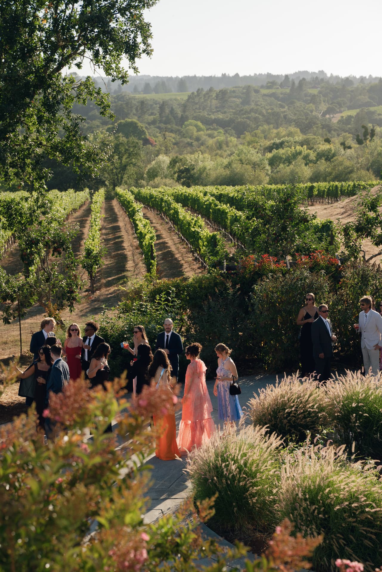 Guests at vineyard cocktail hour in Sonoma